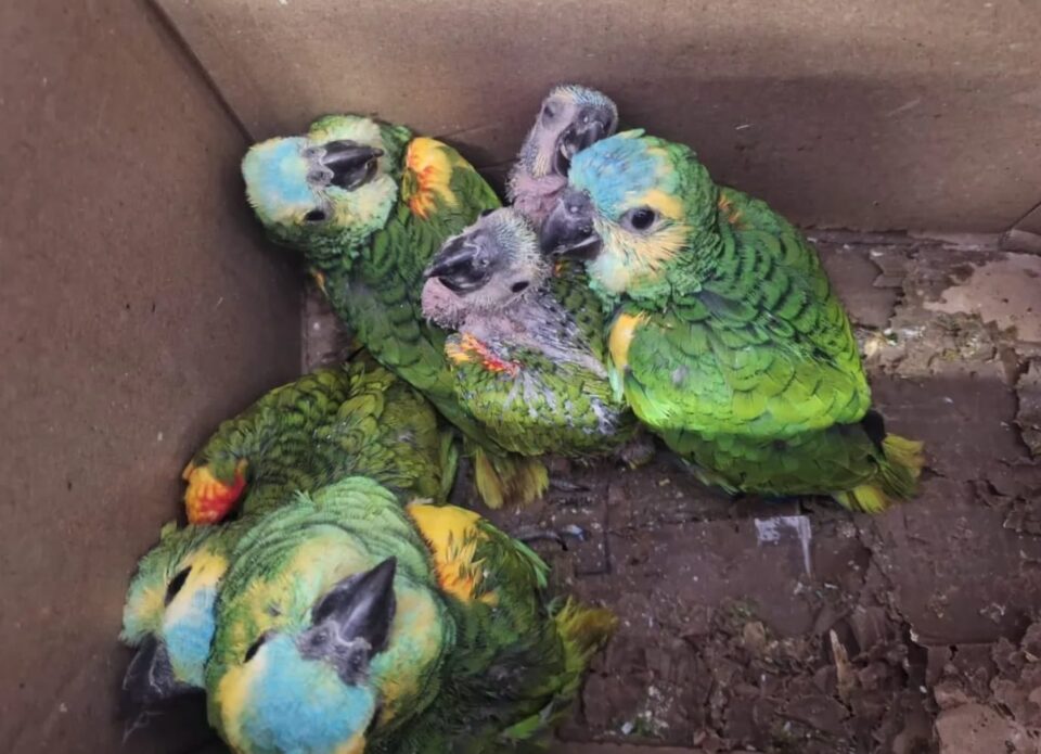 Loros rescatados